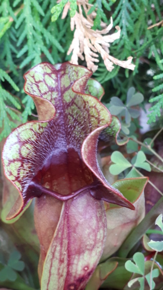 Sarracenia purpurea 2019 Spv05_10