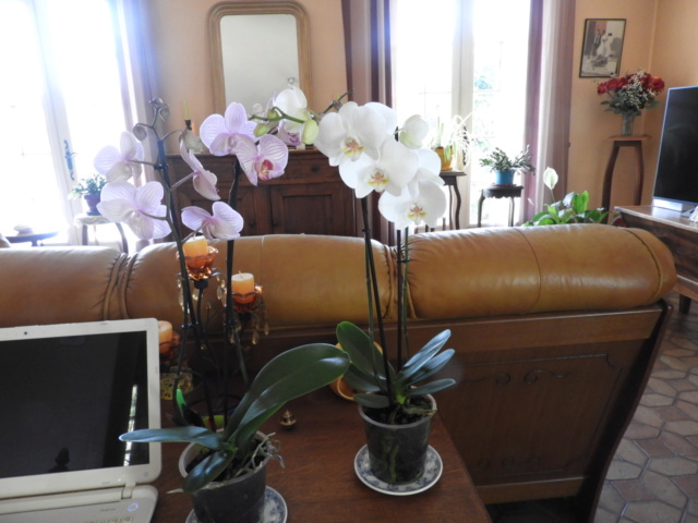 Autres orchidées  Dscn0011