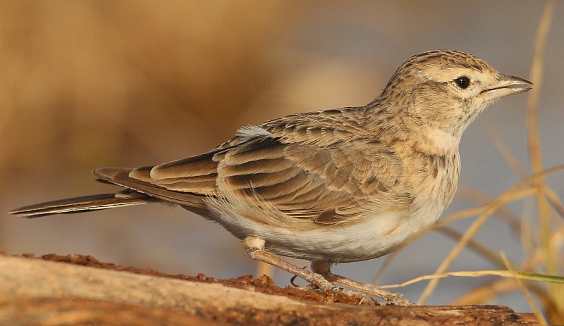 Ajuda na ID de passeriformes e pombo Ave_111