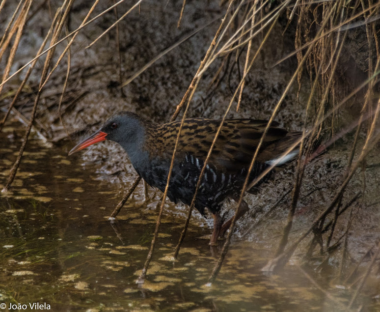 Frango d´Água Jv182610