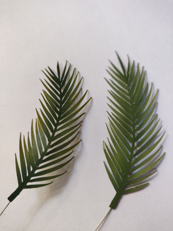 Tuto : Réaliser des plantes tropicales au traceur Silhouette Img_5066