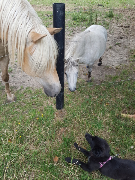 TYLA (ex ATOKA) - Chiot femelle - taille moyenne à l'âge adulte - Née en mars 2019 - adoptée par Christine (68) - Page 3 20190811