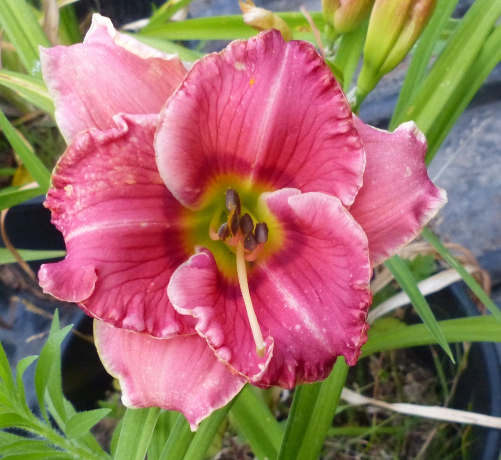 Hemerocalle,Hemerocallis - Page 24 10410