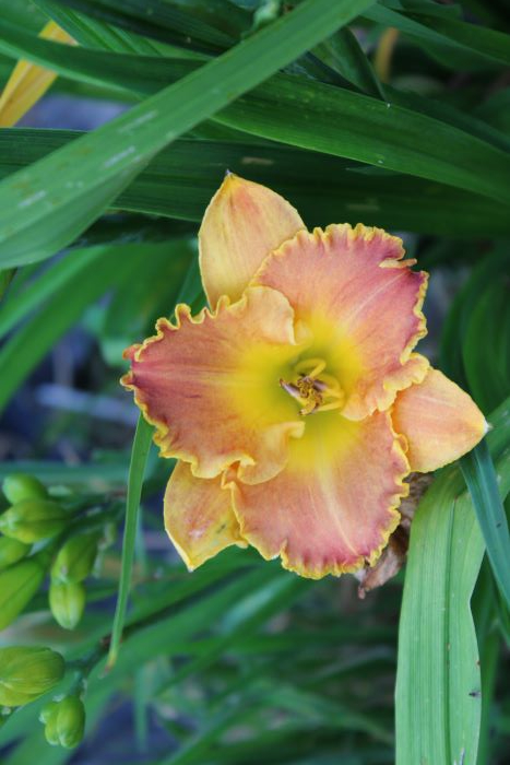 Hemerocalle,Hemerocallis - Page 29 2810