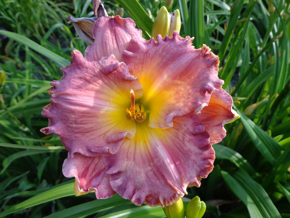 Hemerocalle,Hemerocallis - Page 5 Chance10