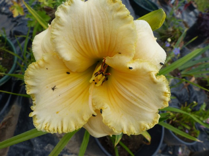 Hemerocalle,Hemerocallis - Page 13 Lemon_11