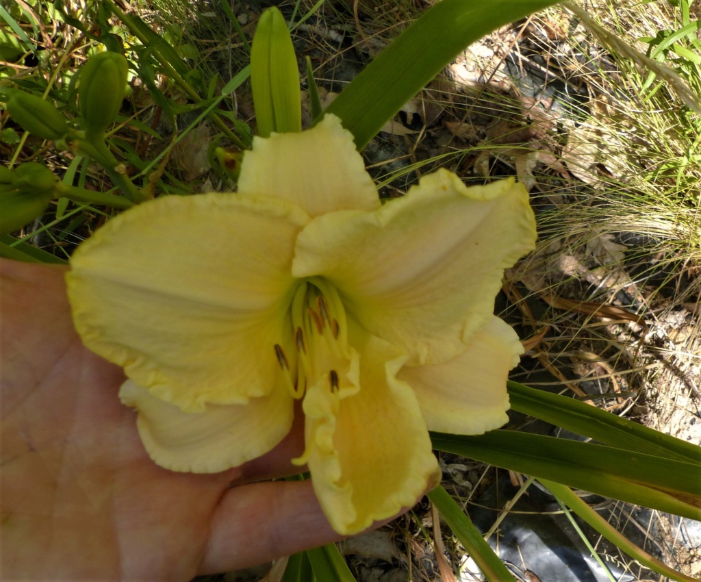 Hemerocalle,Hemerocallis - Page 17 P1060541