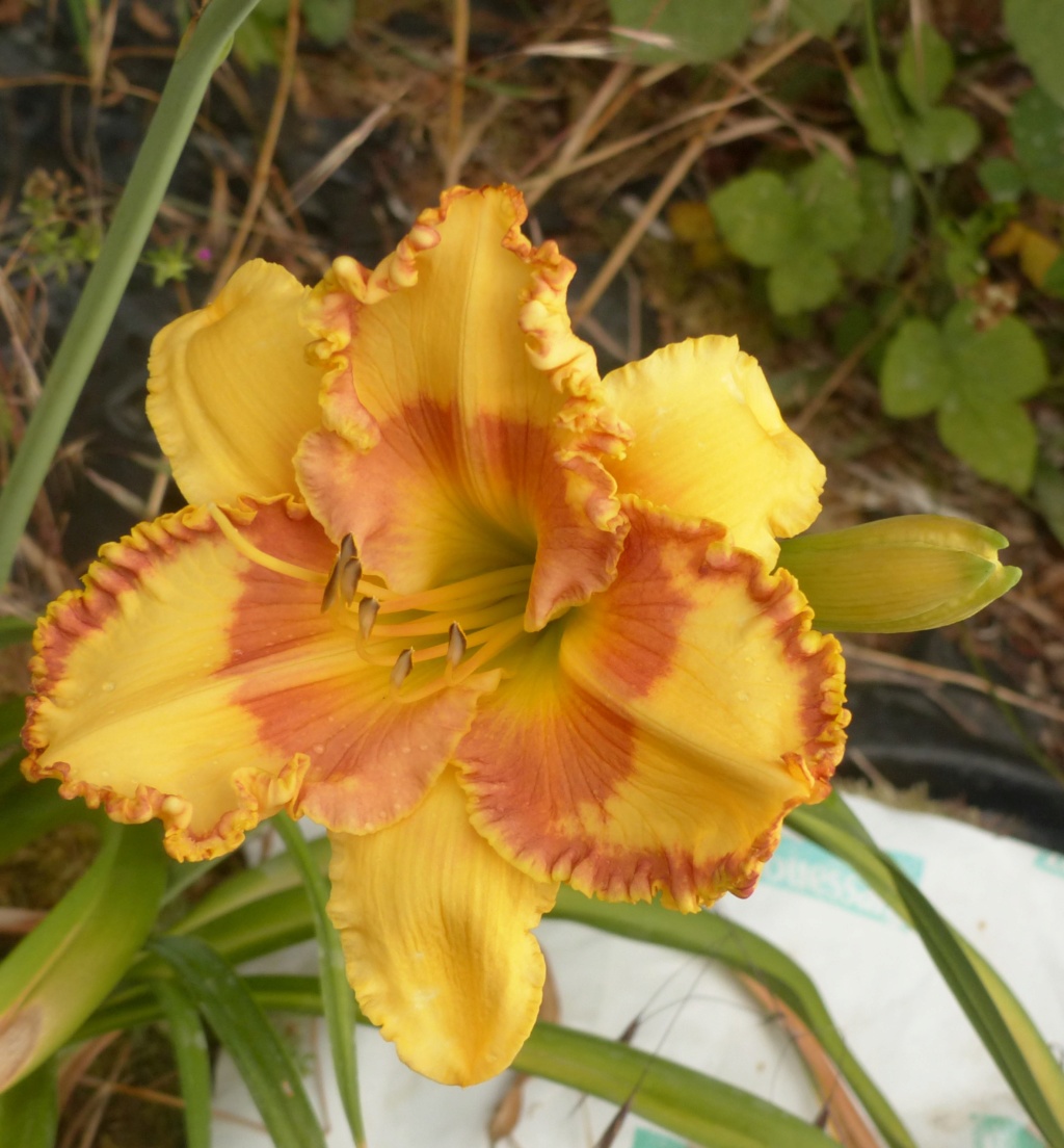 Hemerocalle,Hemerocallis - Page 21 P1060743