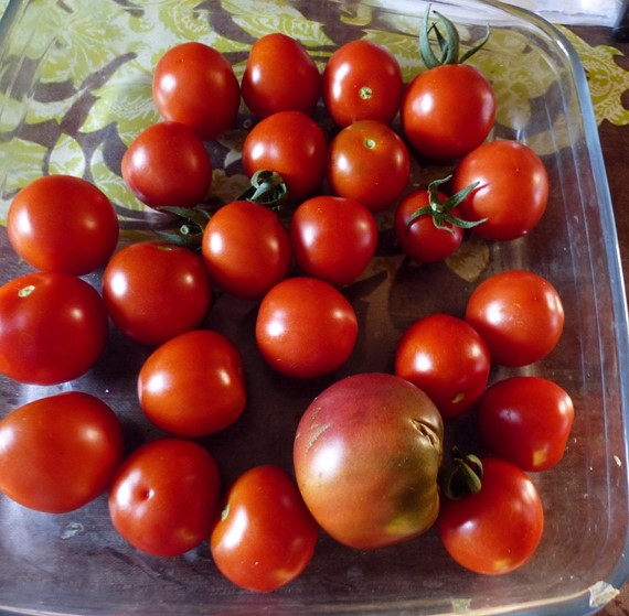Tomates 2019 - Page 15 P1060914