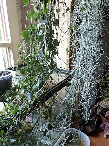 Tillandsia P1070333