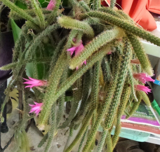 CACTUS "QUEUE DE RAT " ou Aporocactus Page 2