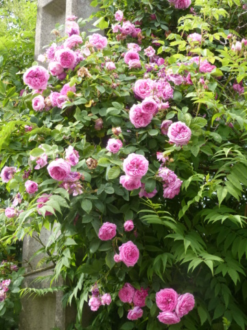 rosiers 2020 au jardin de l'abbaye  P1080111