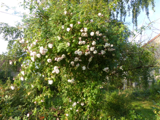 rosiers 2020 au jardin de l'abbaye  - Page 3 P1080150