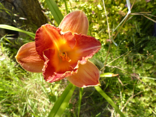 Hemerocalle,Hemerocallis - Page 26 P1080336