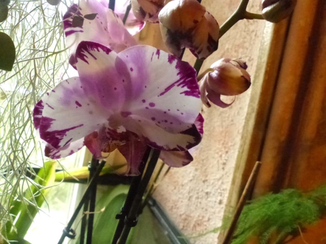 Les orchidées P1080719
