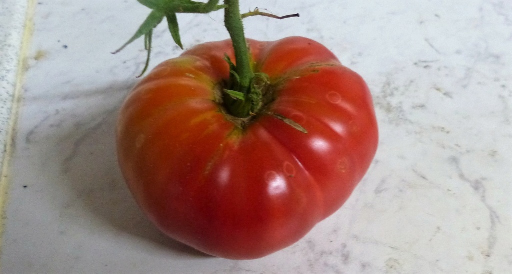 Tomates 2019 - 2020 - 2021 - 2022 - Page 21 P1080829