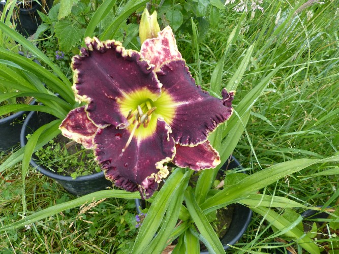 Hemerocalle,Hemerocallis - Page 11 P1110650