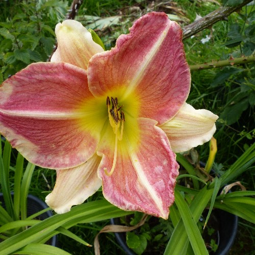 Hemerocalle,Hemerocallis - Page 11 P1110652