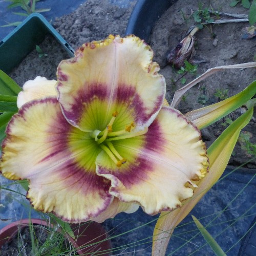 Hemerocalle,Hemerocallis - Page 12 P1110720