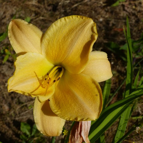 Hemerocalle,Hemerocallis - Page 14 P1110815