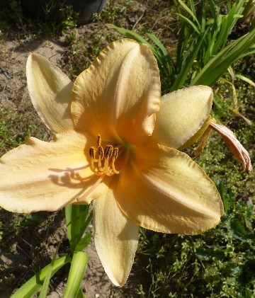 Hemerocalle,Hemerocallis - Page 14 P1110817