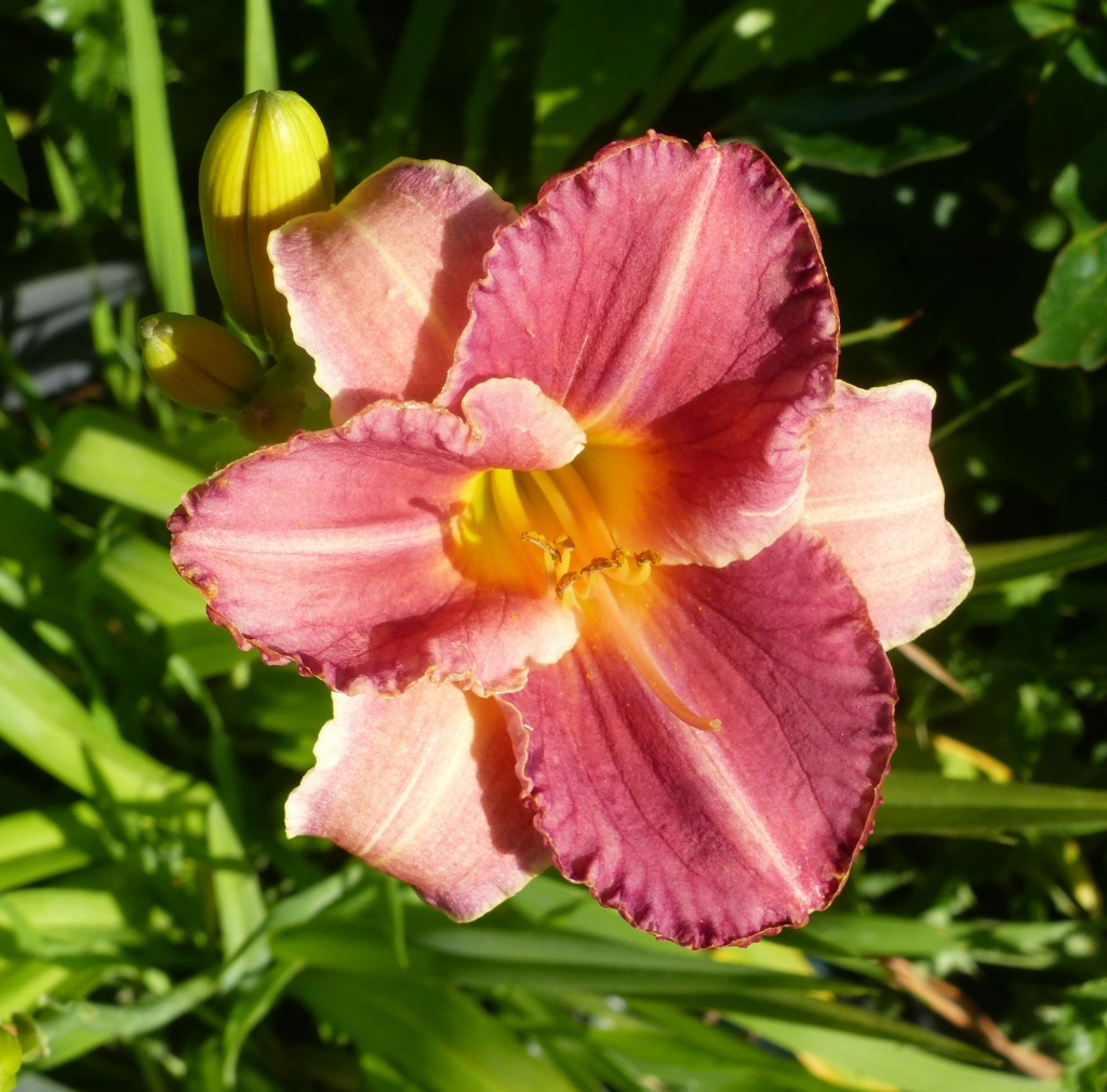 Hemerocalle,Hemerocallis - Page 19 P1130610