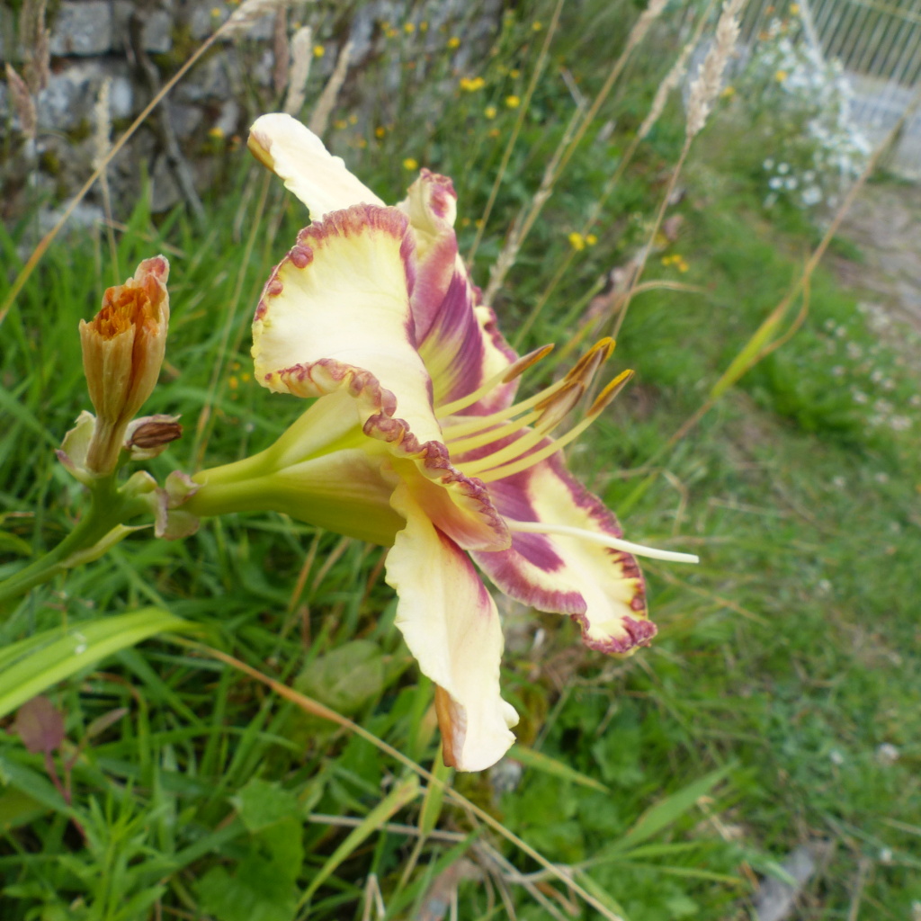 Hemerocalle,Hemerocallis - Page 25 P1130937