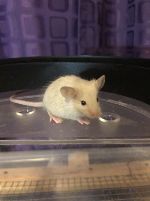 Baby Mice Available in OK 9f7c6e10