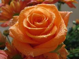 ::Desfile de Rosas AMDA::Hoy se presenta la Rosa Naranja AMDA, la última rosa  Descar10