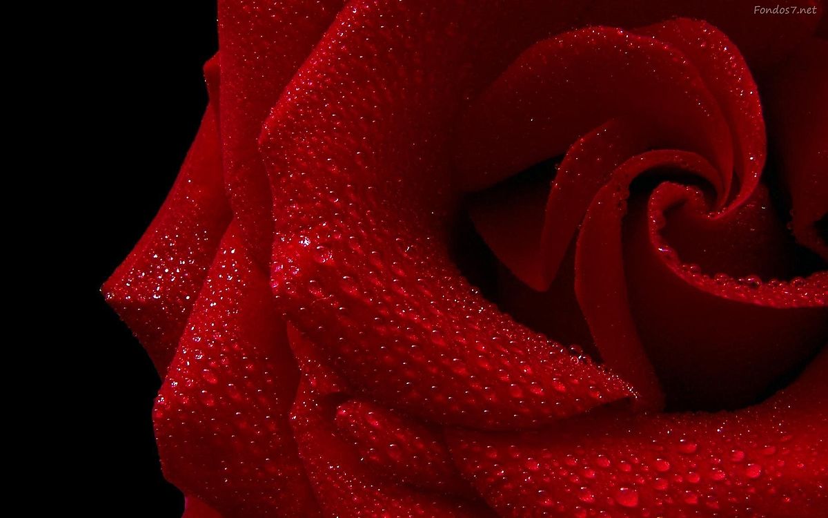 ::Desfile de Rosas AMDA::Hoy se presenta la Rosa Roja AMDA  Rosa-r10