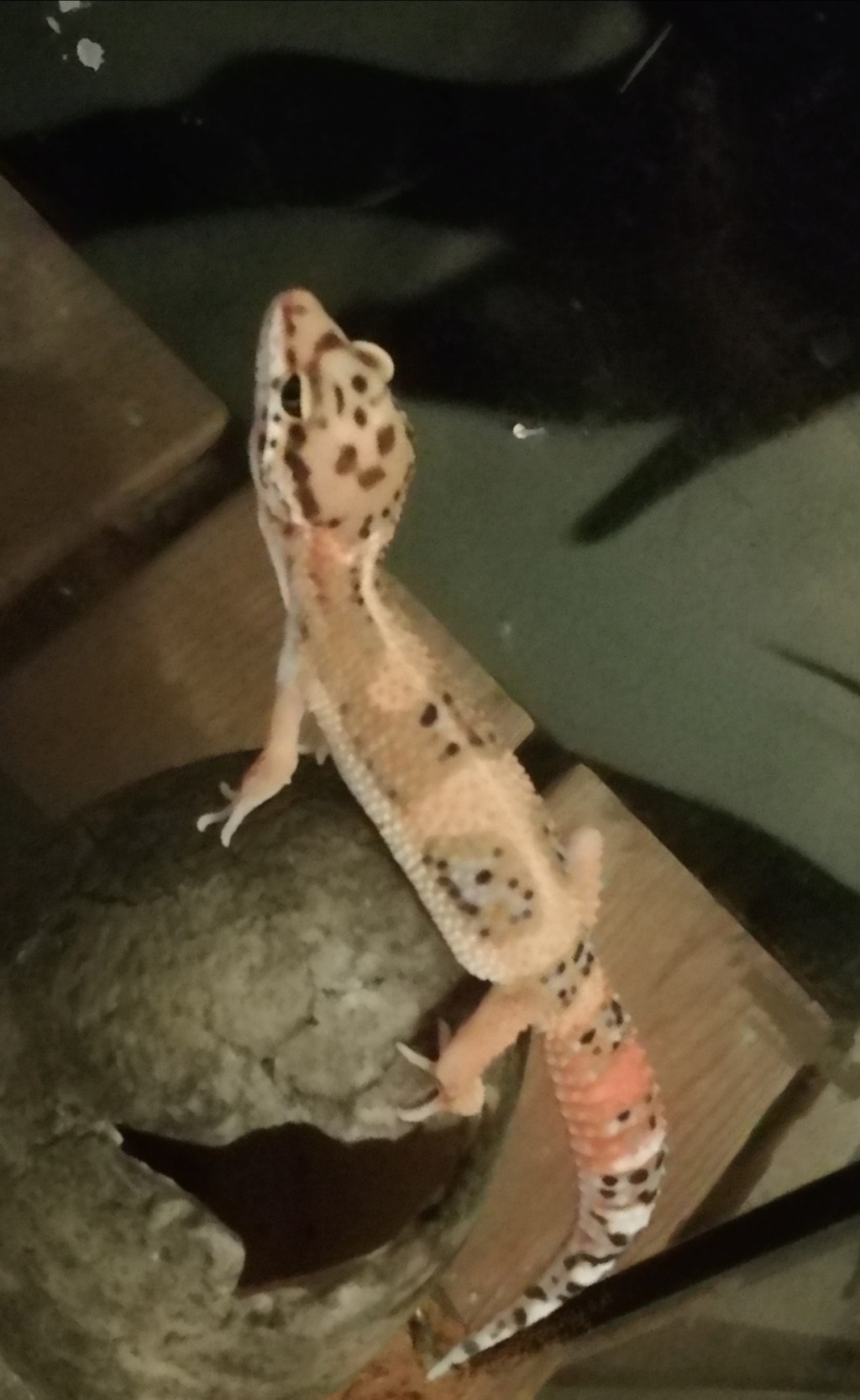 Identification d'une phase de gecko léopard  Img_2010