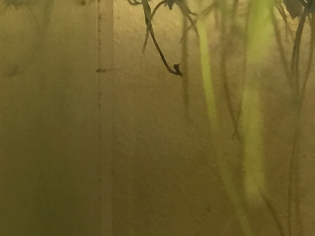 Bébé microrasbora ?! 99050a10