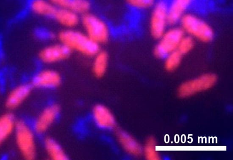 Les biologistes découvrent des bactéries qui mangent le pétrole et le transforment en gaz naturel 1----669