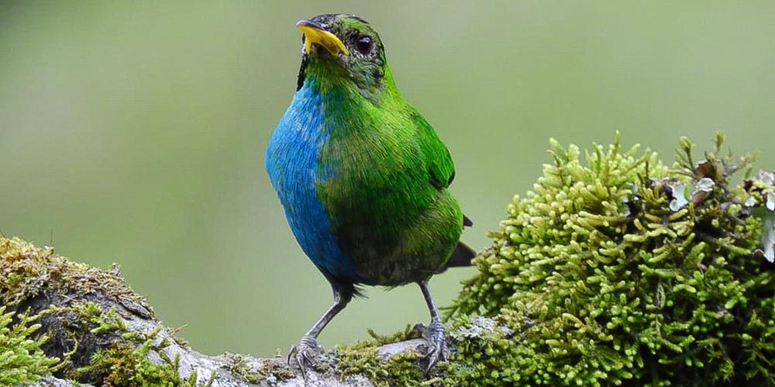 À moitié femelle et à moitié mâle, un rare oiseau observé en Colombie 1----778