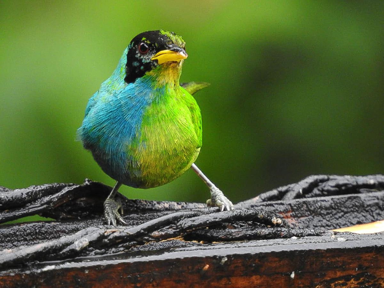 À moitié femelle et à moitié mâle, un rare oiseau observé en Colombie 1----779