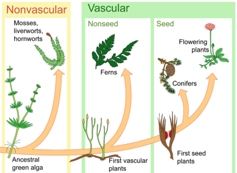 ?How did plants evolve 1----804