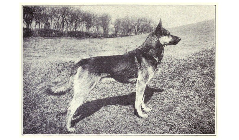 ?À quoi ressemblaient les races de chiens les plus célèbres avant et après 100 ans de croisement  1---52