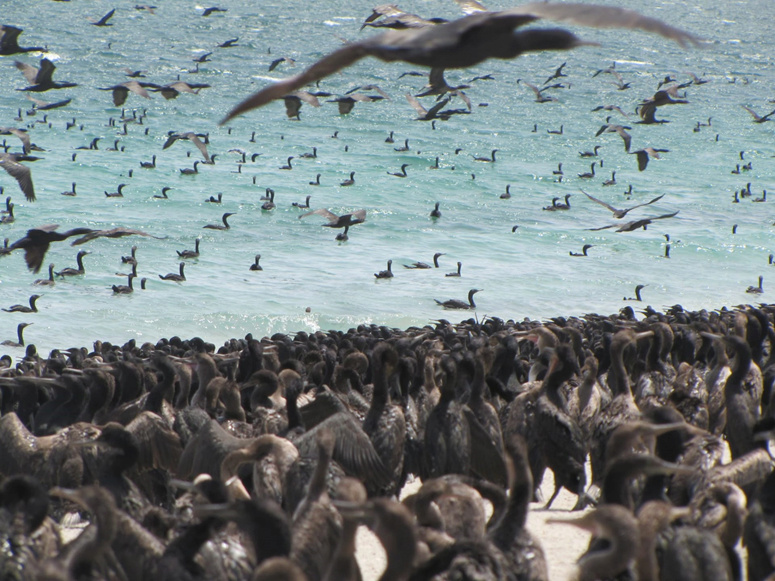  أعداد هائلة لطائر بريش أسود يكتسح شاطئ سياحي في مُسندم 1---75