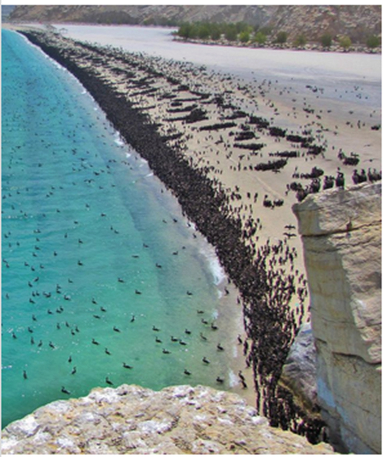  أعداد هائلة لطائر بريش أسود يكتسح شاطئ سياحي في مُسندم 1---76