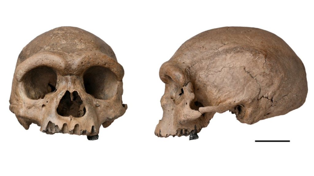 دراسة: جنس بشري جديد من عصر ما قبل التاريخ أقرب إلينا من إنسان نياندرتال 1--1106