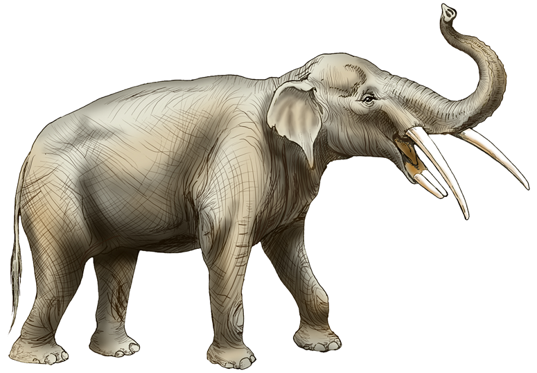 اكتشاف مقبرة للجومفوثير، ابن عم الفيل المنقرض، في الولايات المتحدة 1--1251