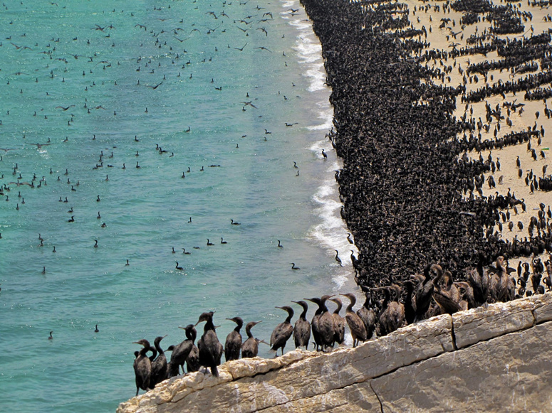  أعداد هائلة لطائر بريش أسود يكتسح شاطئ سياحي في مُسندم 1--150