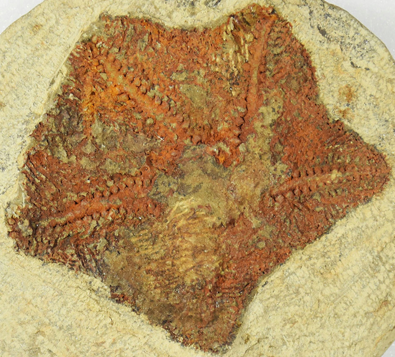 اكتشاف أثر أقدم حيوان مائي في العالم بالمغرب 1--202