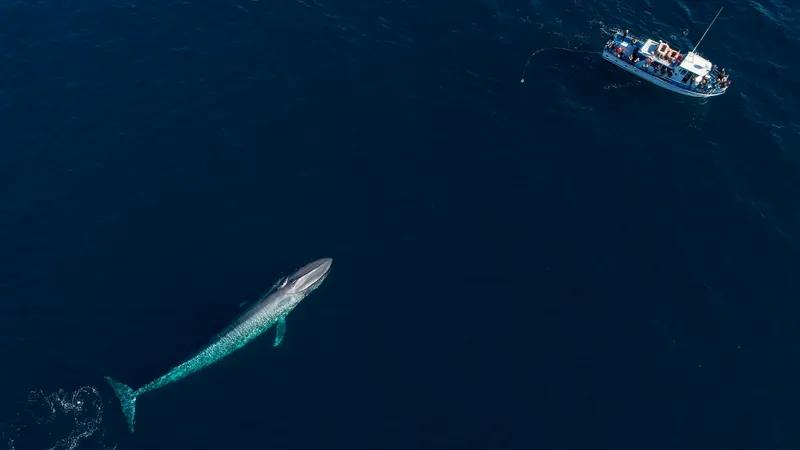 دراسة تكشف "سر ضخامة الحيتان" 1--241
