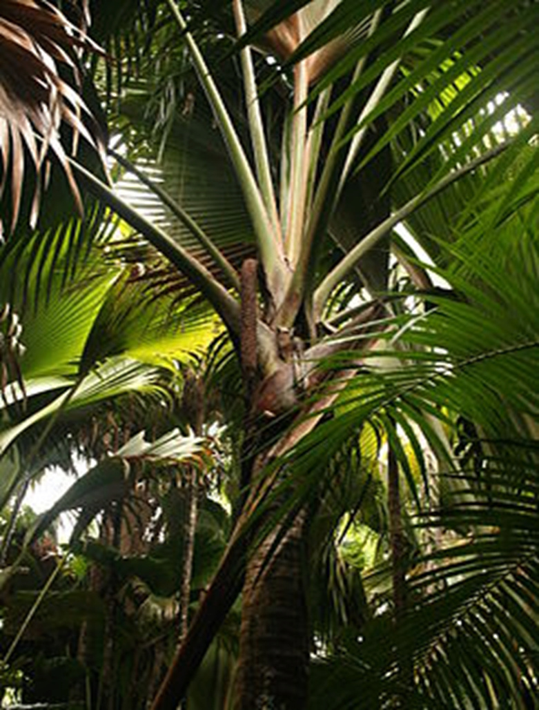 Le Coco de mer, la plus grosse graine du monde à la forme très suggestive, s’épanouit dans la “consanguinité” selon une nouvelle étude 1--254