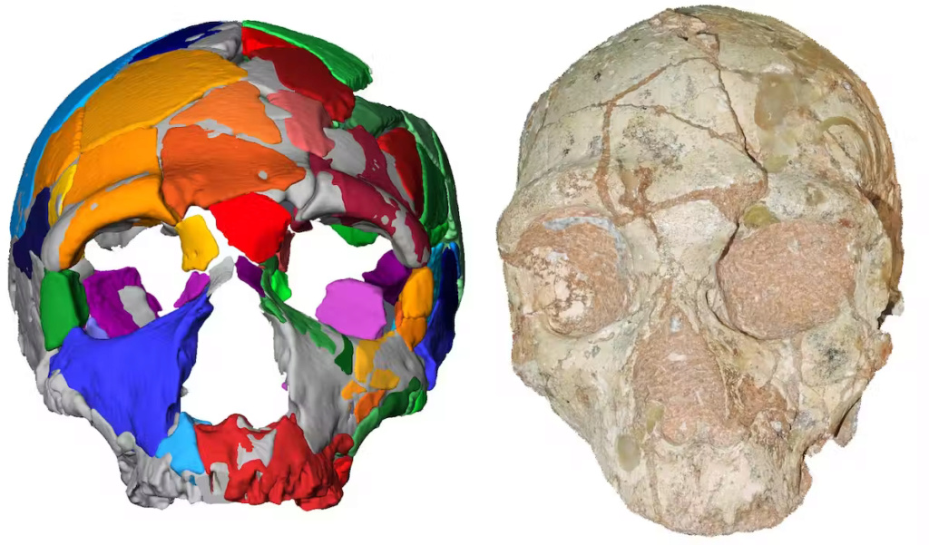 هذه الجمجمة هي أقدم أحفورة بشرية تم اكتشافها خارج إفريقيا 1--500