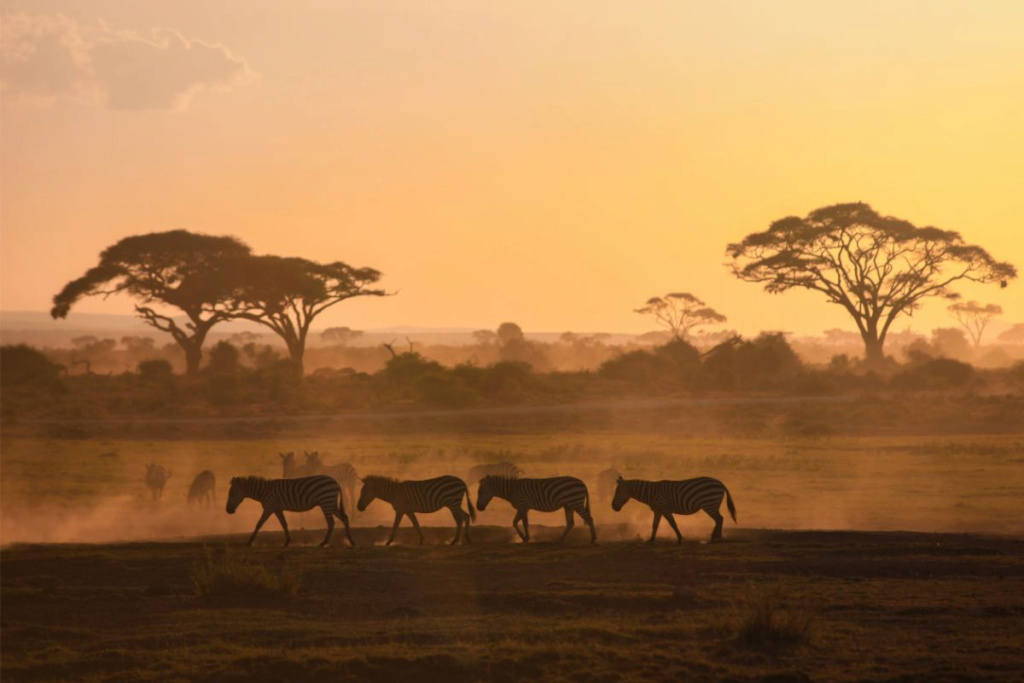 Safari Africa: أفضل 5 وجهات من أفضل الوجهات في عام 2023 1--690