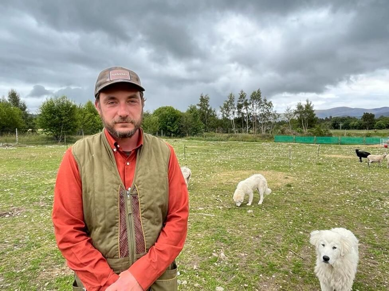 En Ecosse... Des chiens sont dressés pour protéger les moutons des vautours 1--878