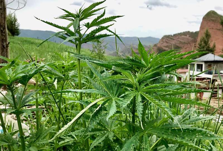 La plante de cannabis est originaire de Chine et a été domestiquée à l'âge de pierre, selon les dernières études 1--923