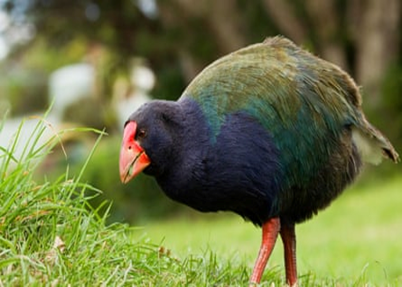 125ans après sa disparition, l'oiseau Takahi, disparu, réapparaît en Nouvelle-Zélande 1--971